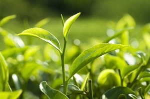 green-tea-plant-[1]